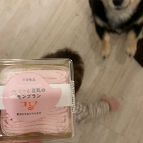 愛犬ティオHappyBirthday！ ！の画像