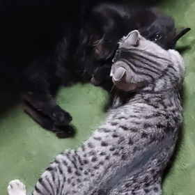 ┐(-。-;)┌の画像