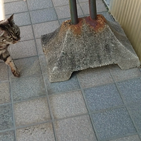 今日のしまちんの画像