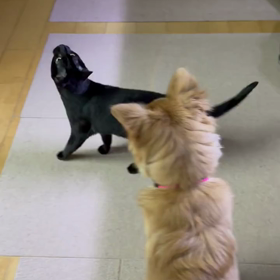 猫とハエの画像