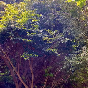 山のお手入れにの画像