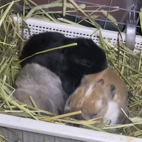 おめめが開いたベビーちゃんの画像