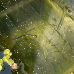 いまだに何の魚か分かりません。の画像