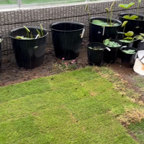 雨降りの日。庭に住み着くカエルさんの画像