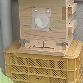 偵察蜂ばかりの日々の画像