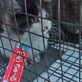 鹿児島保護猫里親募集中ソゥくんの画像