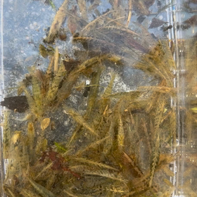 先日のガサガサ結果　その2の画像