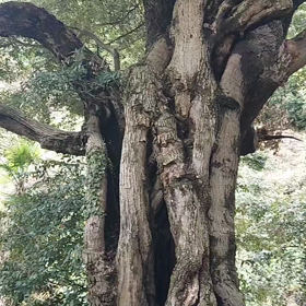パワースポットの大木。の画像