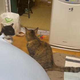 クロちゃん♀、謎のパンチの画像