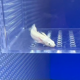 激レア プラチナムラプラディ！の画像