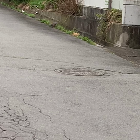 ハトさんの散歩の画像