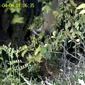 すぎぴたんの事件簿シーズン3　229話（おっとと～！　ハクビシン）の画像