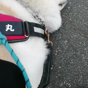 今朝は未来丸絶不調！しつけ訓練も従わず、度々のイヤイヤ、遂には下痢。いつも何食べたか？がわからなの画像