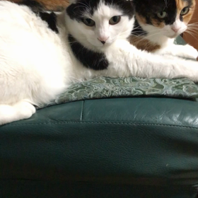 そっけない！の画像