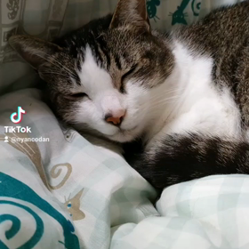 ユキルウかわゆし#Rosefamily #ニャンデジの画像