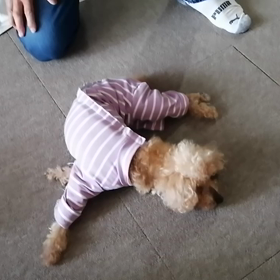 母わんこがまた自力で立ち上がりますの画像