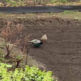 キジが来たよー★の画像