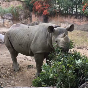 サイの食事の画像