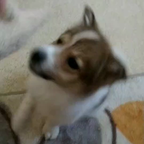 里親さん募集予定の男の子の画像