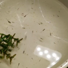 ブログは書いてないけど飼育は続けているのですの画像