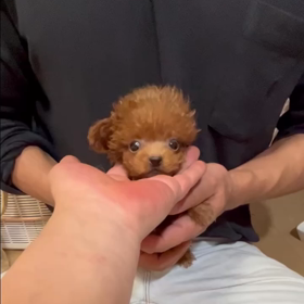 ❤️決まりました❤️ローリングローリーくん❤️動画❤️の画像