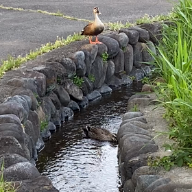 ホッコリ〜(◍︎´꒳`◍︎)の画像