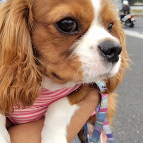 甘え鳴き  そら君の画像