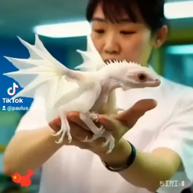 WaldaWorld1の画像