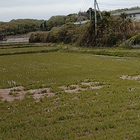 田舎の春タケナワにの画像
