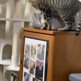 くーちゃんが気になるゆべし  軽くパンチいただくの画像