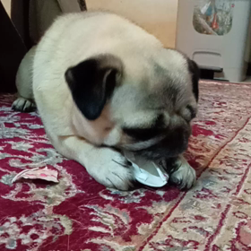 野生児こひめちゃんの画像