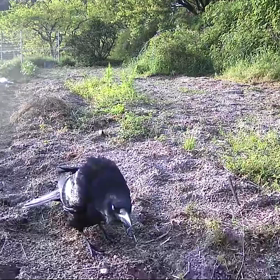 すぎぴたんの事件簿シーズン3　230話（カラスなぜ鳴くの）の画像