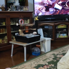 遊びに夢中で（笑）の画像