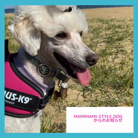 【4月〜のMAMIMAMI-style.dogの動きについて】の画像
