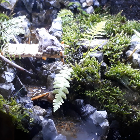 橋の上で………の画像