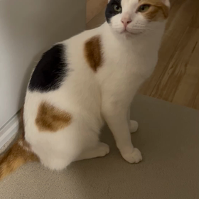 ある夜のたまちゃんの画像