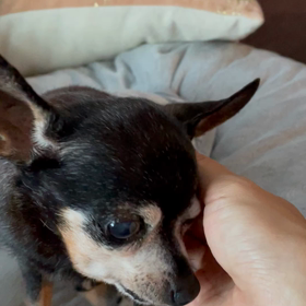 癒しの時間の画像