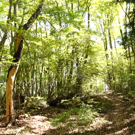2023.5.3 香川県 竜王山にて。の画像