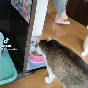 ユキルウかわゆし#Rosefamily #ニャンデジの画像