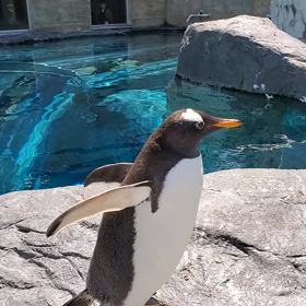 ペンギンさんは。の画像