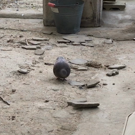 やっと普通にの画像