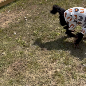 いっぱい走れるよ(*^ω^*)の画像