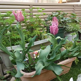 旅はすき！の画像