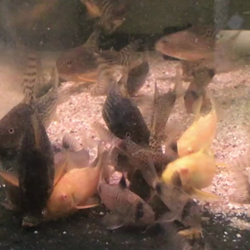 コリドラス 産卵の画像