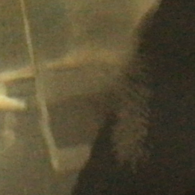 エンゼル  産卵の画像