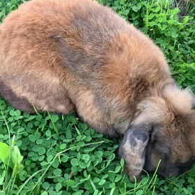 撮り溜めていたうさぎ動画①の画像