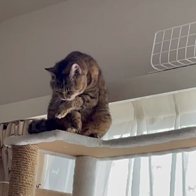 福ちゃん♀の画像