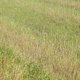 カエルは嫌いですの画像