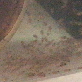 ホワイトコンビクト  ×  ブルータイガーパロット  稚魚の画像