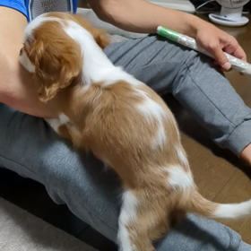 人間でいうと、2歳児の画像